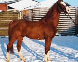 stallion Madison (German Riding Pony, 1989, from Magister)