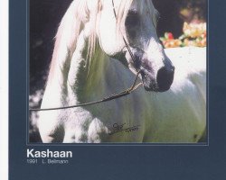 horse Kashaan ox (Arabian thoroughbred, 1991, from Penthagonn ox)