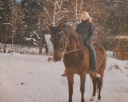 Pferd Stute von Bardolino x Amateur I (Trakehner, 1999, von Bardolino)