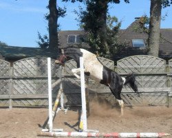 stallion Bala Bu Karabau x (Anglo-Arabs,  , from Blaz ons Fancy Amir)