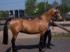 Deckhengst Golden Sunspot (Arabisches Halbblut / Partbred, 2000, von Golden Springfield B)