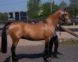 stallion Golden Sunspot (Arab half breed / Partbred, 2000, from Golden Springfield B)