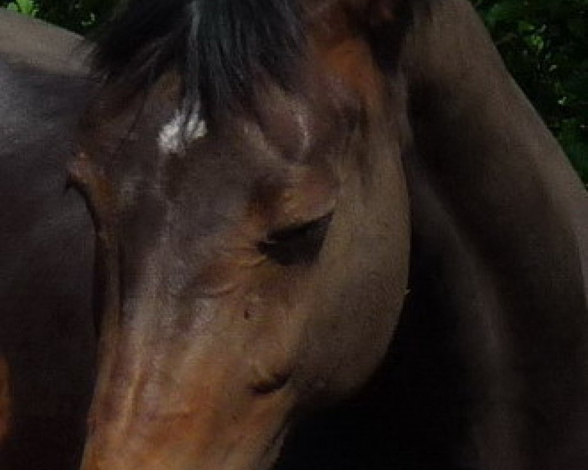 broodmare Amelie 46 (Westphalian, 2002, from Abanos)