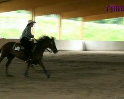 Pferd Silvers Special Lady (Quarter Horse, 1997, von Silver El Reader)