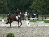 dressage horse Dashing Dream H (German Riding Pony, 2003, from FS Don't Worry)