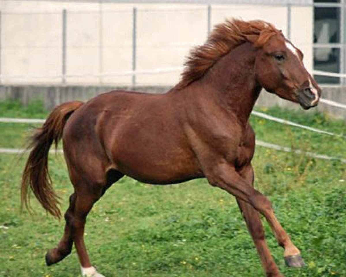 horse WhyNot Ohio (German Riding Pony, 2009, from Spirit)