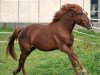 horse WhyNot Ohio (German Riding Pony, 2009, from Spirit)