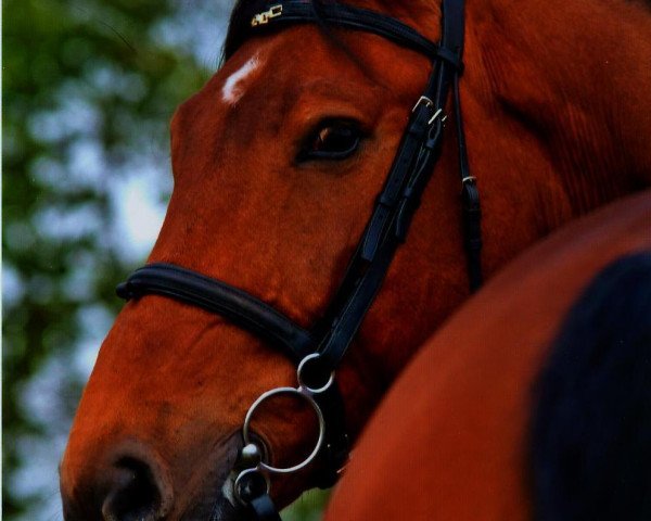 horse Cerutti (Zweibrücken, 1993, from Calypso II)