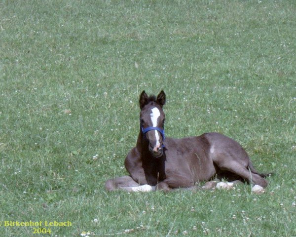 horse Cadiz CH (Zweibrücken, 2004, from Claudino)