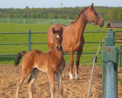 broodmare Donna Laurin (Mecklenburg, 1992, from Dornbub 2754)