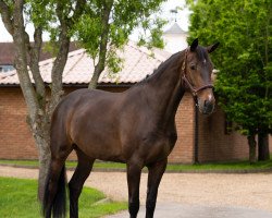 jumper Dominza (Oldenburg show jumper, 2017, from Dominator 2000 Z)