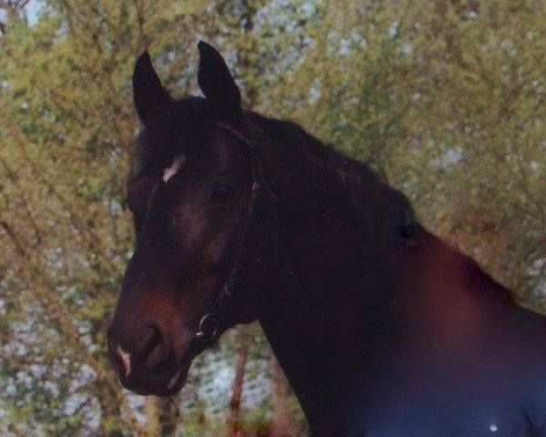 stallion Ramesside (Oldenburg, 1988, from Ramino)