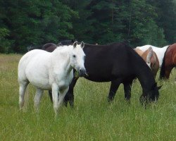 Zuchtstute Queen of life (Deutsches Reitpony, 1992, von Brillant)