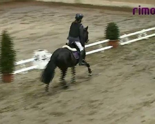 jumper Luna 1382 (German Riding Pony, 1996, from Vulkan)