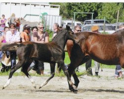 broodmare Cassina (Holsteiner, 2011, from Edesa's Cormint)