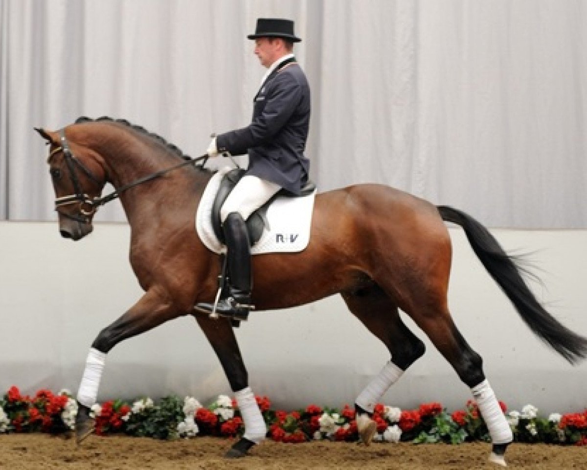 dressage horse Samsation Fun (Westphalian, 2008, from Spielberg)