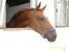 dressage horse Dunhill S 3 (Westphalian, 1997, from Davignon I)