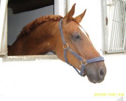 dressage horse Dunhill S 3 (Westphalian, 1997, from Davignon I)