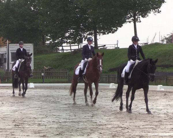 Reitturnier Schülp / Rendsburg 2022