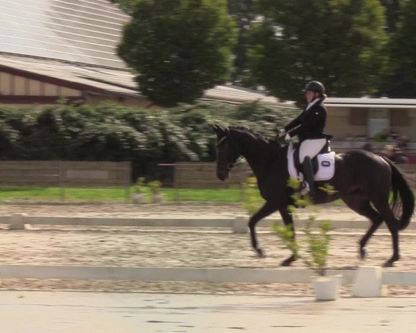 Reitturnier Schülp / Rendsburg 2022