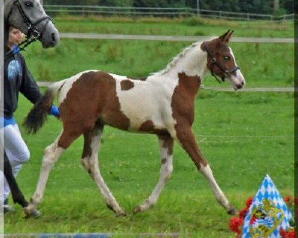 Springpferd WhyNot Pandora (Deutsches Reitpony, 2011, von Pares von Lauterbach)