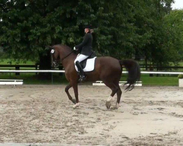 dressage horse Don de Zia (Westphalian, 2001, from Donnerhall)