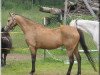 broodmare Bannut Ladybird (Welsh-Pony (Section B), 1981, from Downland Chevalier)