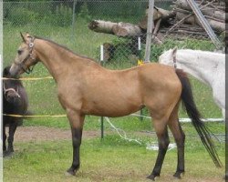 broodmare Bannut Ladybird (Welsh-Pony (Section B), 1981, from Downland Chevalier)