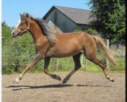 Zuchtstute Snowflake Danyah Pie (Welsh Pony (Sek.B), 2009, von Bunbury Platinum)