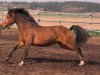 stallion Callenbergs Just in Time (German Riding Pony,  , from Justin)