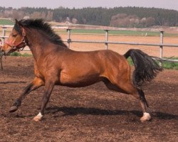 stallion Callenbergs Just in Time (German Riding Pony,  , from Justin)