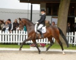 dressage horse Fairytale OLD (Oldenburg, 2006, from Fidertanz)