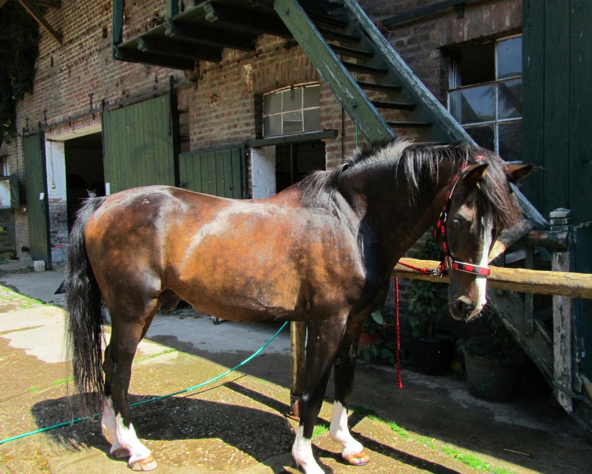 horse Classic Dance (Oldenburg, 1992, from Champ of Class)