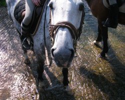 Springpferd Leonie Coeur de lionne (Westfale, 2003, von Lanacar)