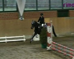 jumper Polly 330 (German Riding Pony, 2003, from Piccolo)