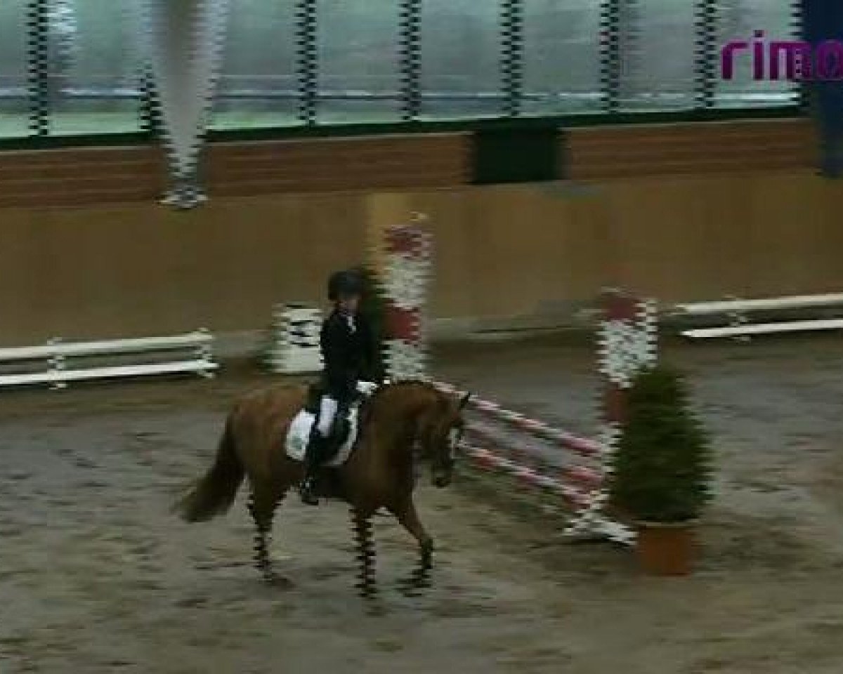 dressage horse Don't think twice (German Riding Pony, 2005, from FS Don't Worry)