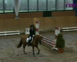 Dressurpferd Don't think twice (Deutsches Reitpony, 2005, von FS Don't Worry)