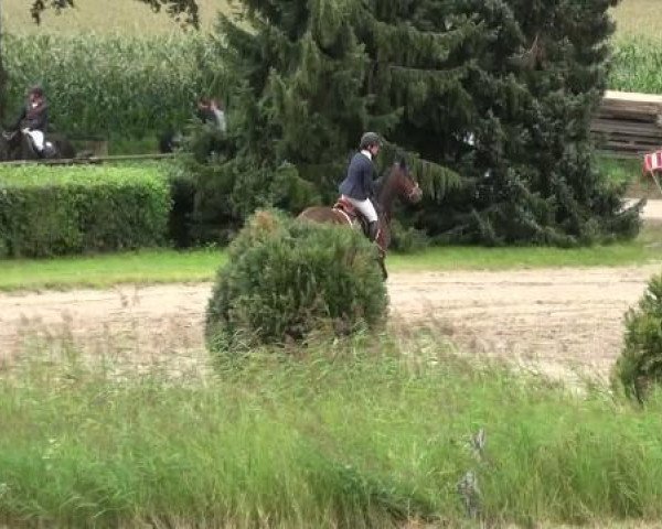 jumper Cornelis (unknown,  )