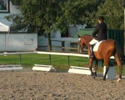 dressage horse Sir's Chingachgook (Rhinelander, 1994, from Sir Chamberlain)