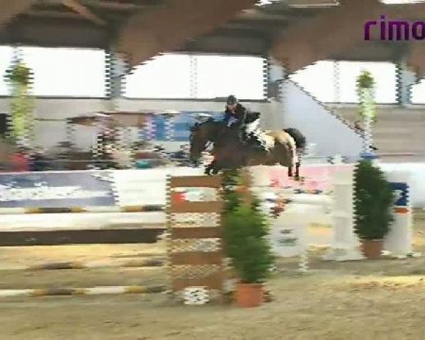 Springpferd Sento des Bergeries (Belgium Sporthorse, 2002, von Mozart des Hayettes)