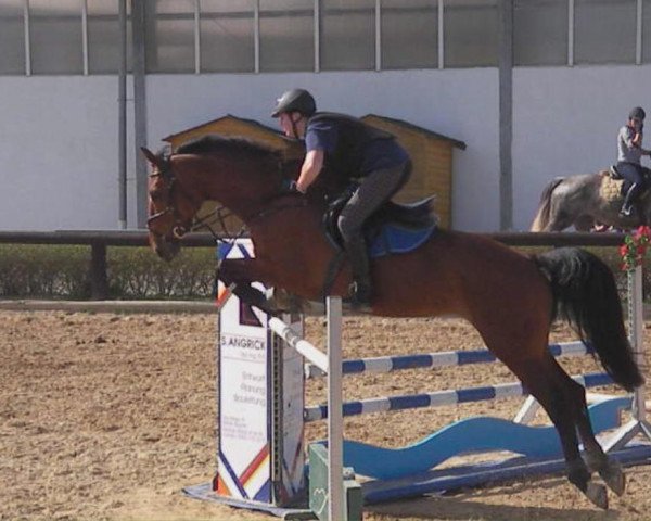 Springpferd Soraya Royal (Deutsches Sportpferd, 2005, von Saccor)