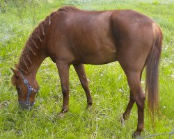 Pferd Nubo (Andalusier, 1997)