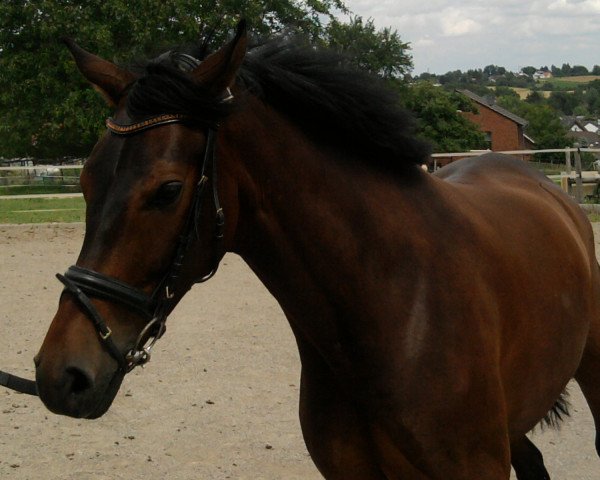 dressage horse Fennek (Hanoverian, 2004, from Fürst Heinrich)