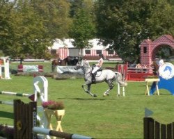 Springpferd Crassus 14 (Holsteiner, 2002, von Cardino)