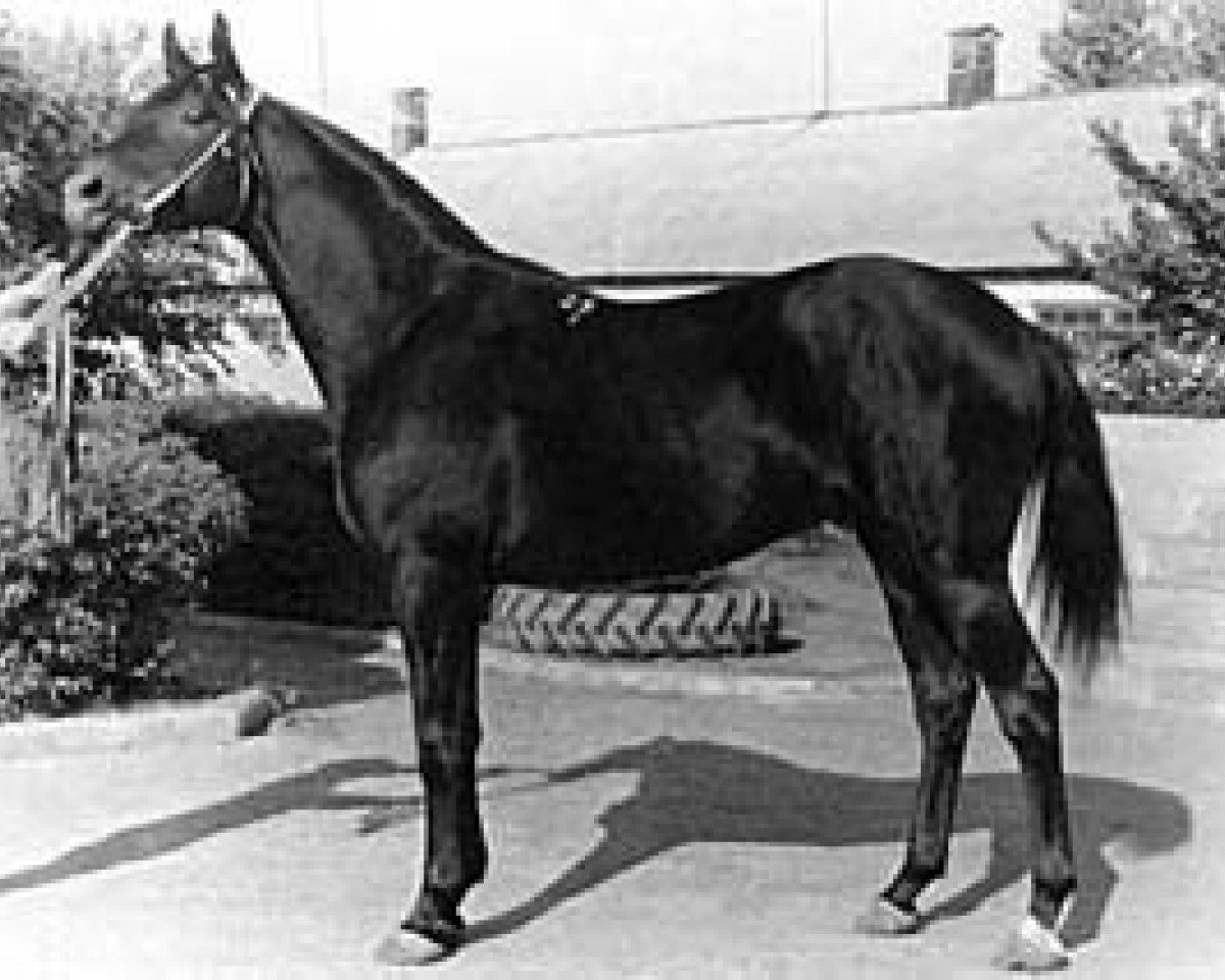 stallion Eol (Russian Trakehner, 1971, from Ostrjak 9)