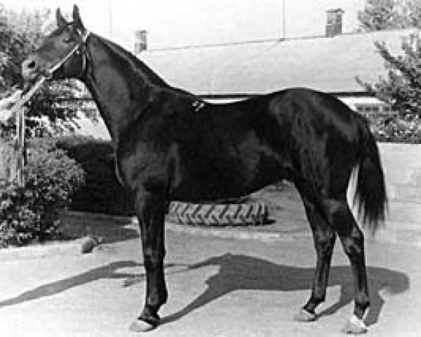 stallion Eol (Russian Trakehner, 1971, from Ostrjak 9)