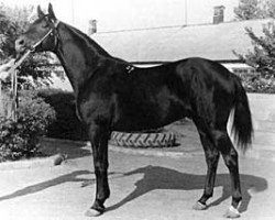 stallion Eol (Russian Trakehner, 1971, from Ostrjak 9)