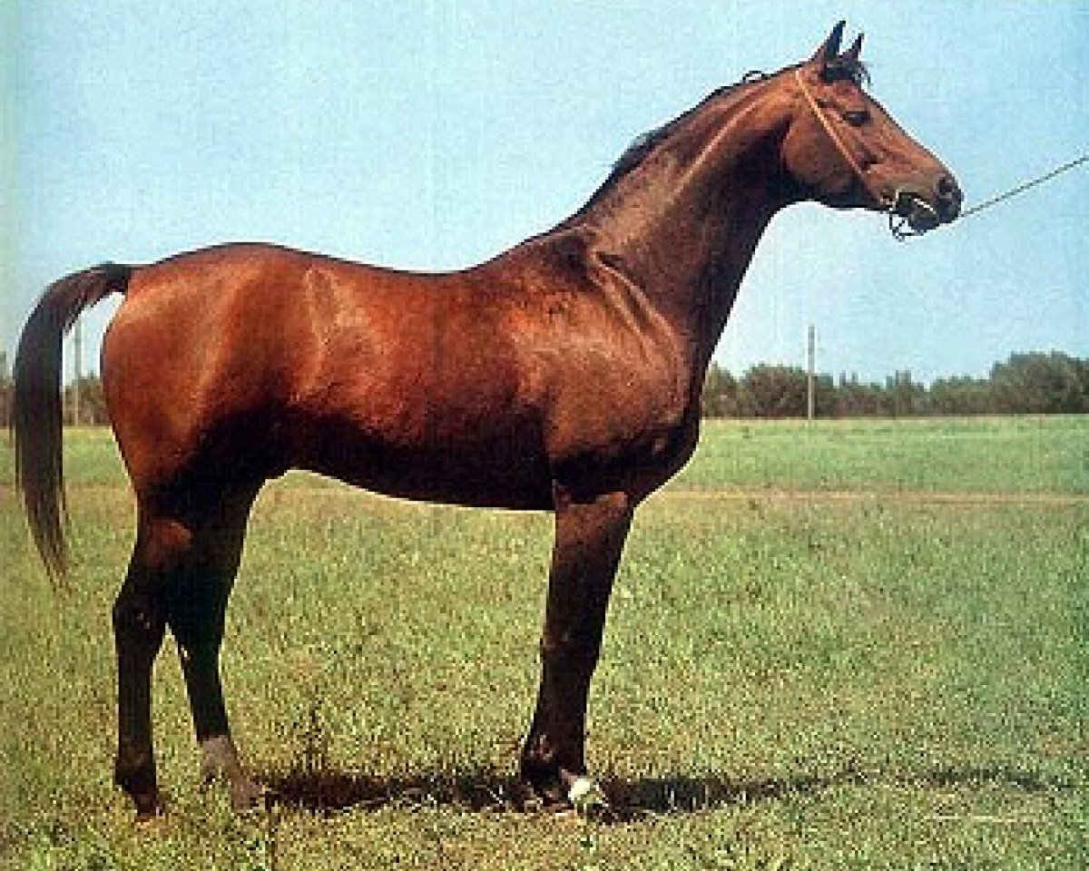 Deckhengst Hockey 41 (Russisch Trakehner, 1973, von Pomeranets 1952 ox)
