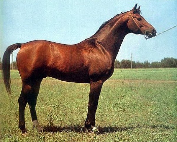 stallion Hockey 41 (Russian Trakehner, 1973, from Pomeranets 1952 ox)