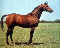 stallion Hockey 41 (Russian Trakehner, 1973, from Pomeranets 1952 ox)